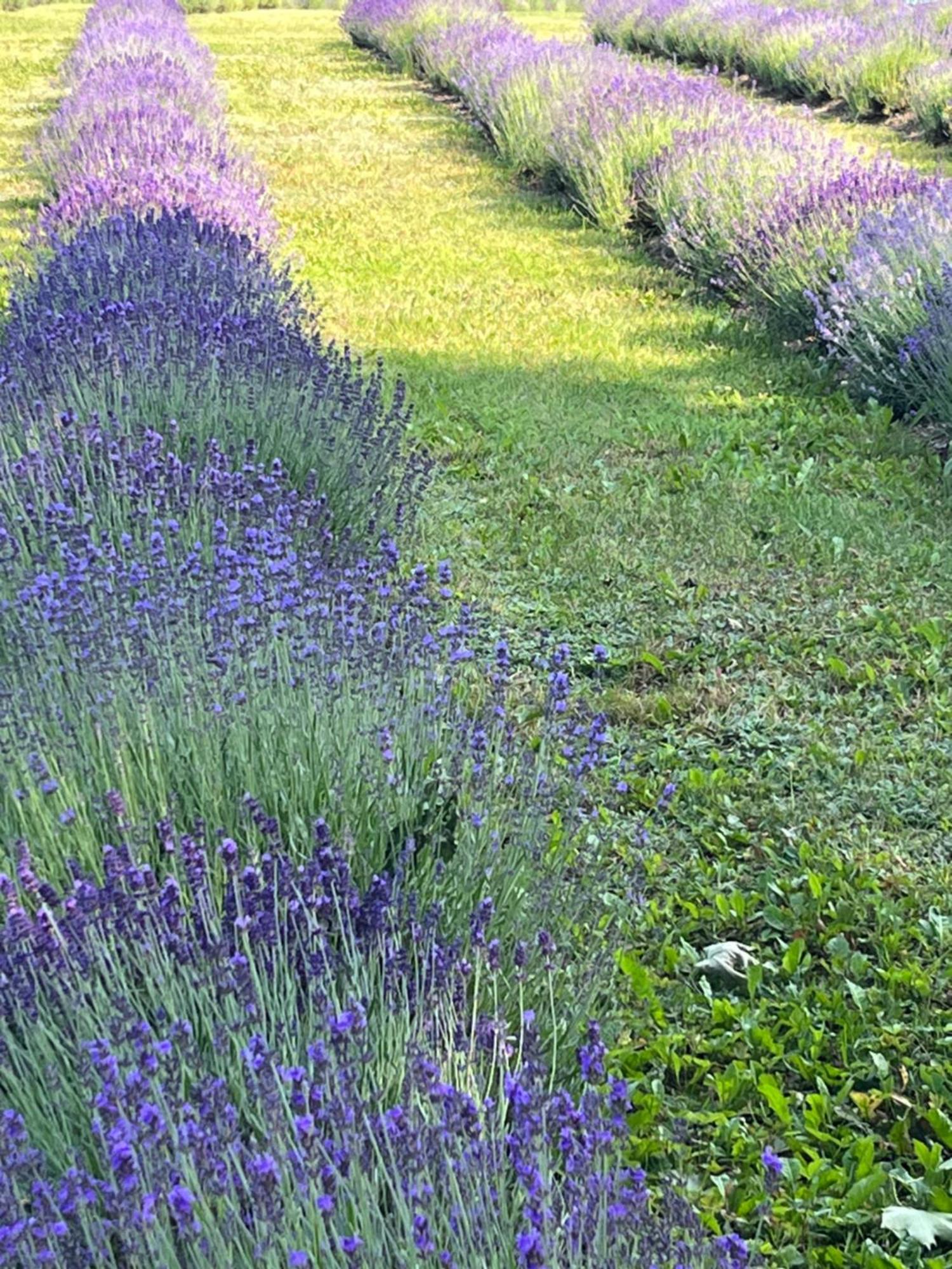 Lavender Village Kiemeliai Exterior foto