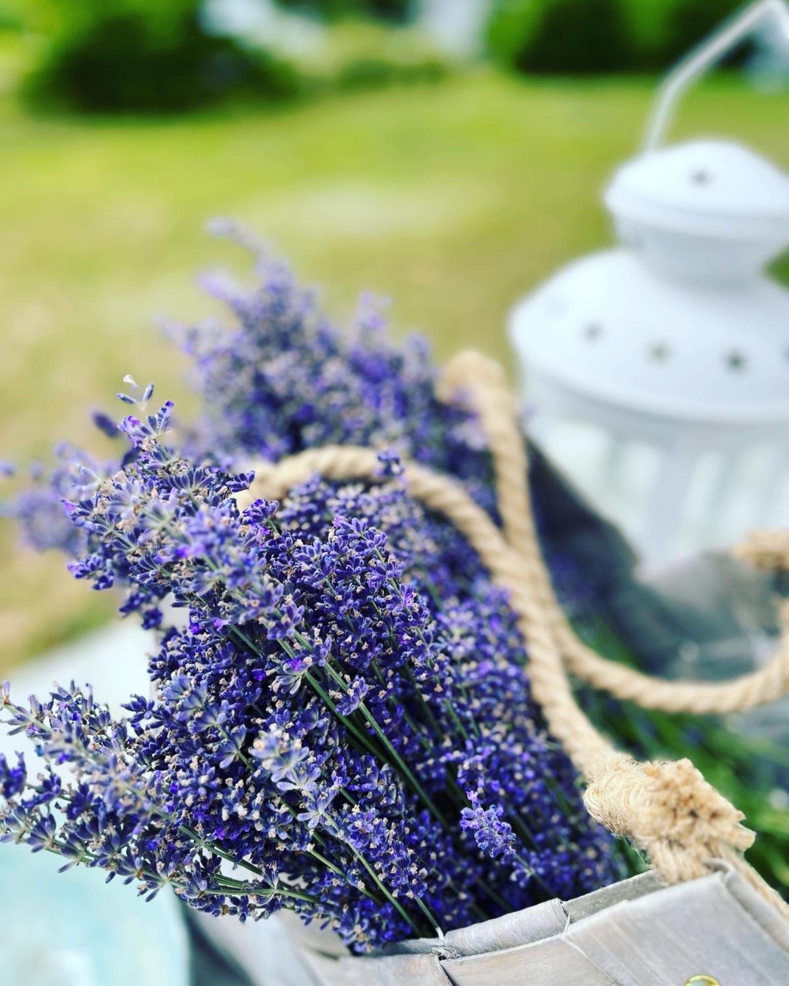 Lavender Village Kiemeliai Exterior foto
